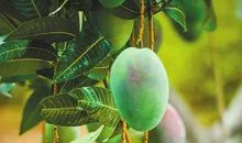 故乡的芒果_400字