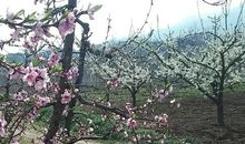 [春天来了]梨花_550字