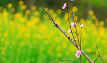 [春天来了]希望之春_900字