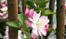 心中有花静静开_600字