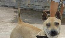 主持公道的小猎狗