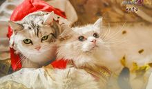 当猫挂上了铃铛