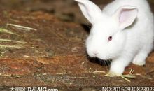 白兔为什么红眼睛