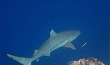 想做一条鱼_400字