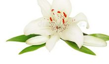 美丽百合花_500字