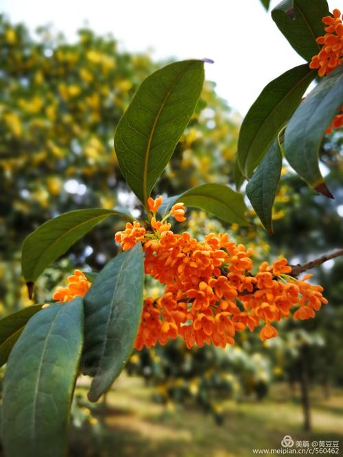 灵魂梦想着osmanthus _500字