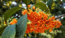 魂牵梦绕的桂花_500字