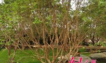 神奇的果树(1)_550字