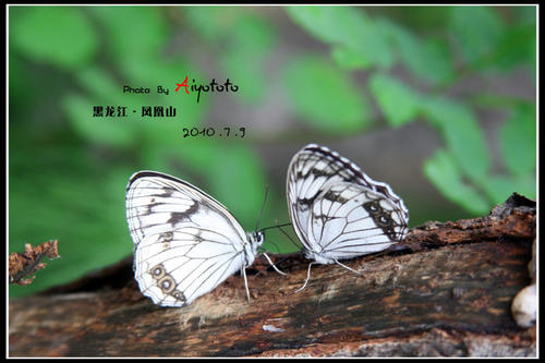 半蝴蝶翅膀_800字