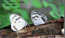 半片蝴蝶翅膀_800字