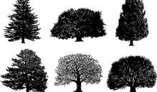 和大树牵手_700字