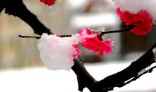 寒梅的联想_400字