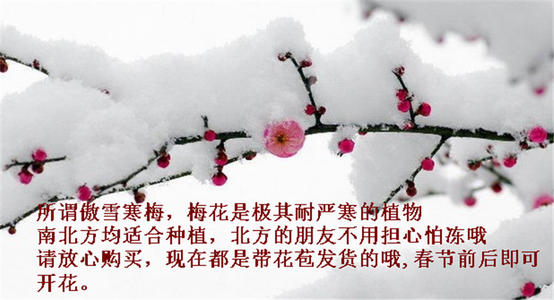 用李子组成：Ao xue hanmei _550字