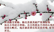 关于梅花的作文：傲雪寒梅_550字