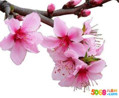 用李子组成：雪海PM _450字