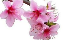 关于梅花的作文：雪海探梅_450字