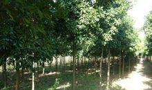 校园中的香橼树_1000字