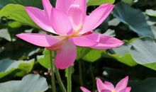 我爱的荷花_450字