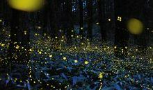 生命是幻觉_500字