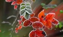 美丽的霜降_600字