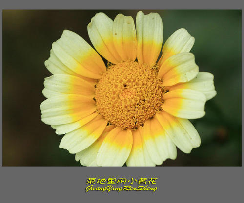 小黄色花秘密_300字