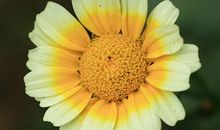 小黄花下的秘密_300字