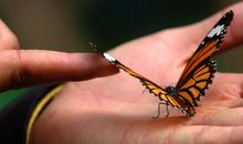 蝴蝶翩飞那一刻_1000字