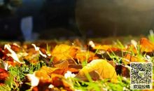 秋天的景象_650字