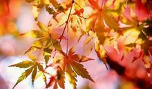 秋天，你真美呀！_1200字