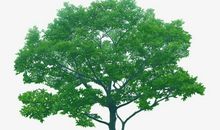 家乡的杨梅树_450字