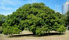 一棵大树的庄严_650字