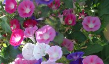 城市里的牵牛花_1000字