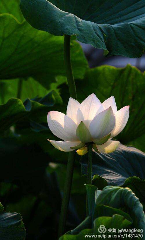 春天，生活的使者_450字