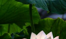 春，生命的使者_450字