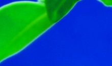 生命的绿叶_750字