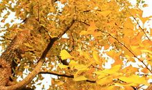 金色的秋天_900字