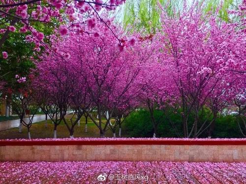 梅布鲁布桃花桃花_1000字