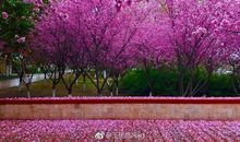 梅花油菜花桃花_1000字