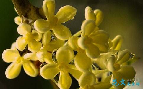 我喜欢osmanthus _550字