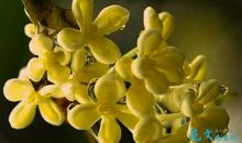 我喜欢桂花_550字