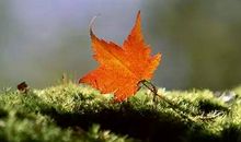 一颗心，真的会累 下（给未来的他）_500字