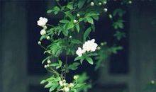 土豆的世界_250字