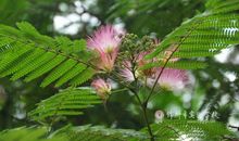 窗外那棵芙蓉树_800字