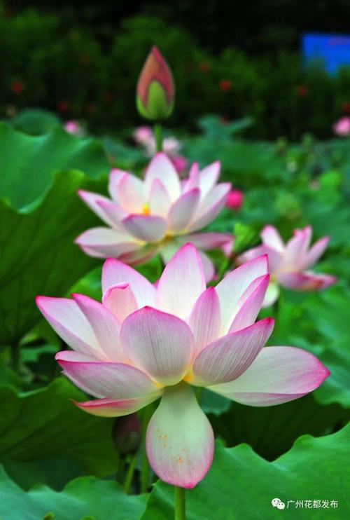 在村里的池塘里的莲花，让我服从_900字