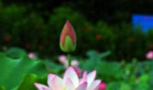 村口池塘里的荷花，让我痴迷_900字