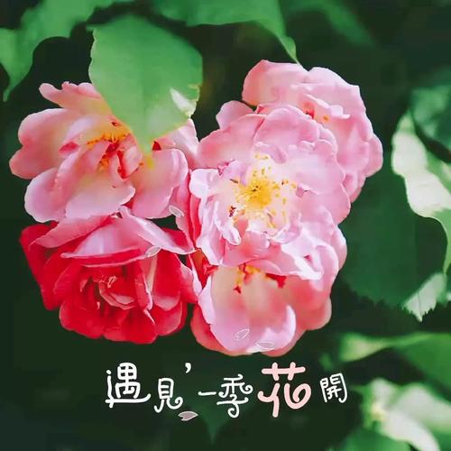 分享组成：分享玫瑰_900字