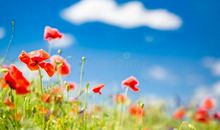 The Amazing Summer美妙的夏天_800字