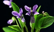 童年的紫花_2000字