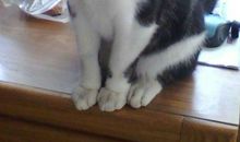 人猫情未了_1200字