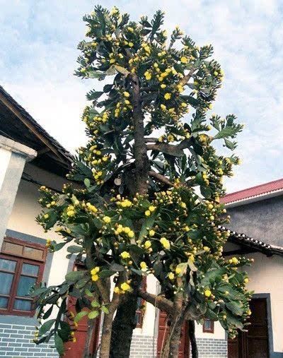 仙人掌_750字